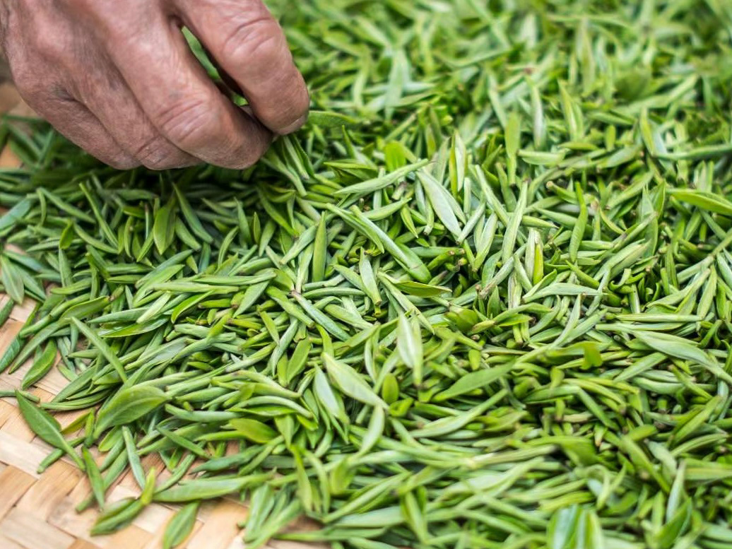 Fresh-picked tea buds for Cui Zhu (Green Bamboo) green tea on a woven bamboo tray in Mengding Mountain.