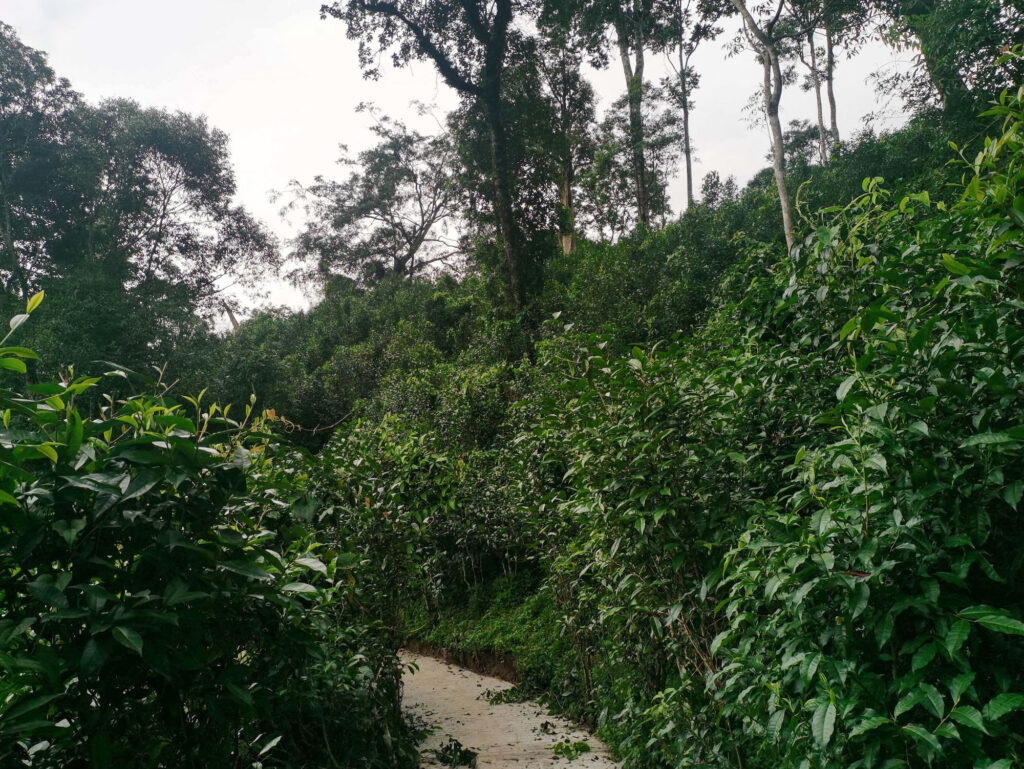 A lush rainforest tea garden with a narrow dirt path and a few scattered tall trees.