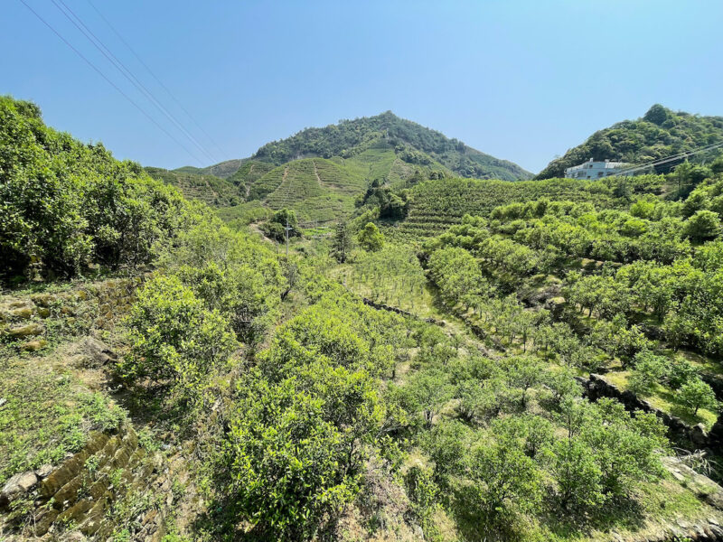 A shallow valley between three forested mountain peaks. The sides of the valley are covered with rows of Dan Cong tea trees.