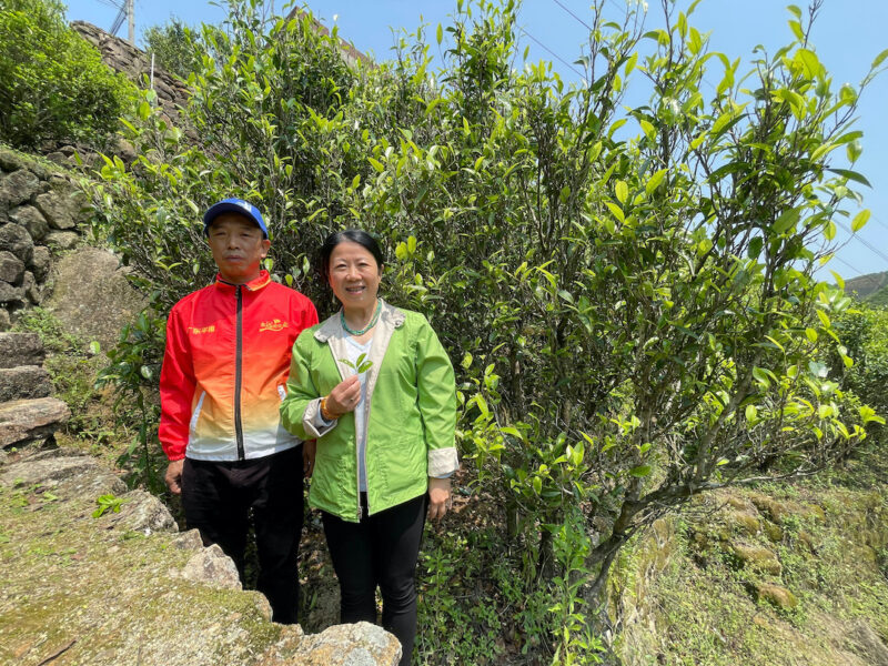 Two people standing together in front of a large old tea tree half as tall again as they are, growing next to a mossy stone wall on a mountain slope.