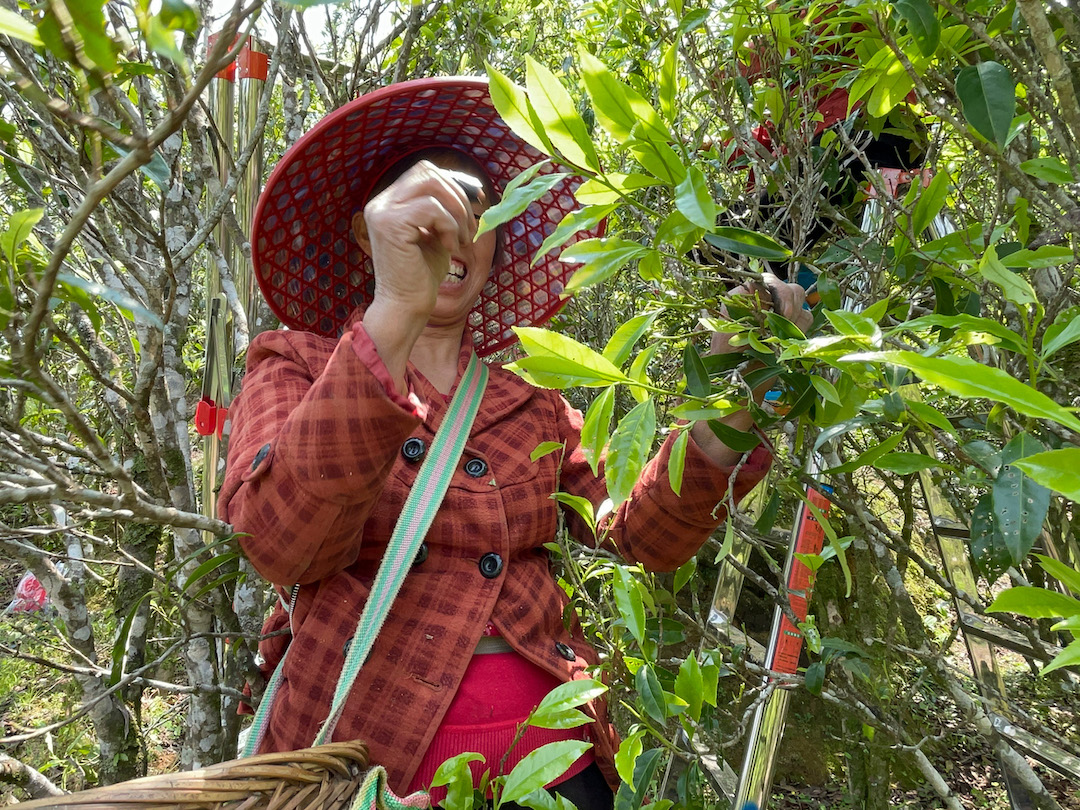 A woman in among tea trees laughing while she plucks Dan Cong wulong tea leaves by hand in Wudong Mountain.