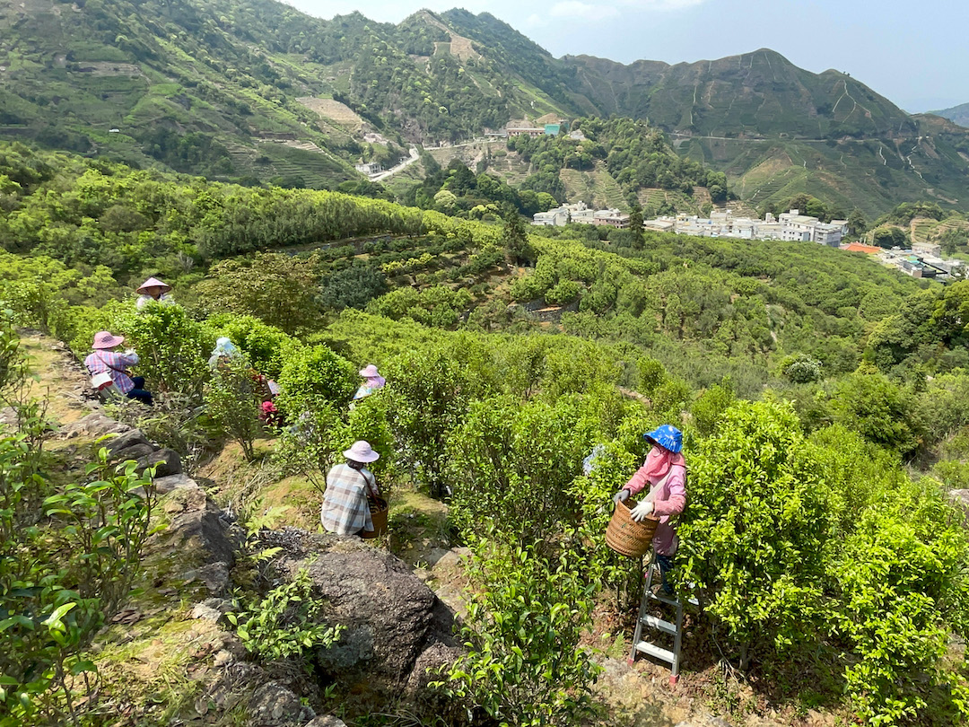 Half a dozen people picking tea on a gentle mountain slope, both on foot and on ladders, with a sweeping view into the valley beyond.