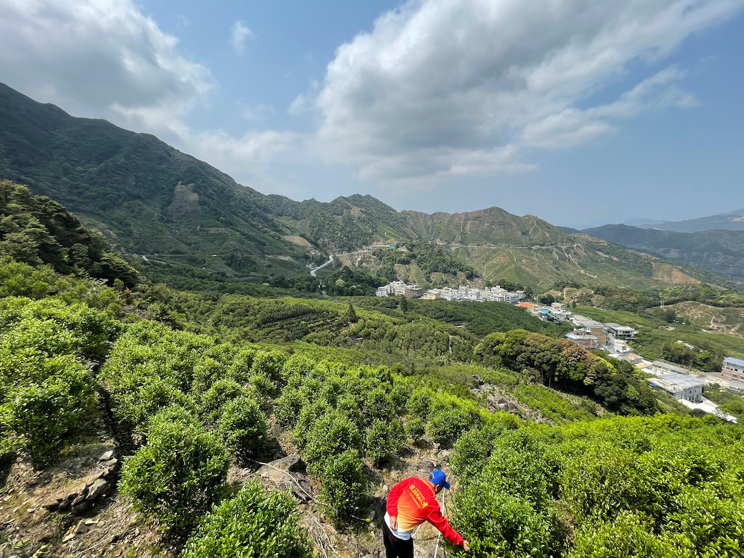 Looking down a mountainside into a beautiful valley with Dan Con wulong tea growing on the slopes. Small among the bushes, a man bends down to inspect a tea plant.