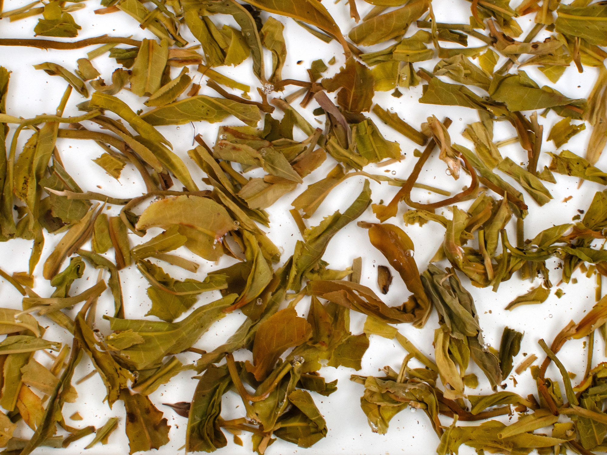 Youle Huangshancha (Youle Forest Tea) sheng puer open tea leaves in clear water.