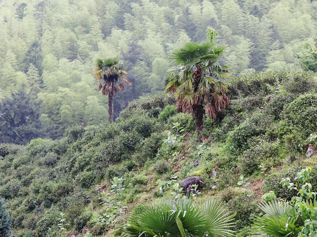 A Tongmu tea garden on a slope dotted with tea bushes and a few short fan palm trees, with weeds growing among them and another slope covered in bamboo forest behind.