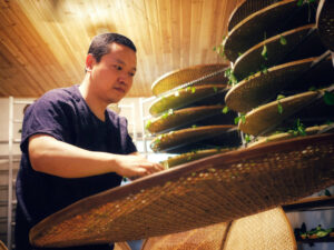 A man pulling a large round bamboo tray out from a rack of many others to check the tea leaves spread on it.