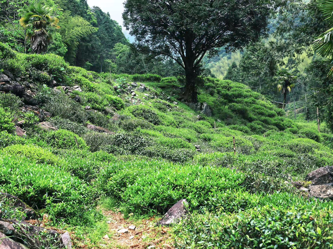 The Tongmu te gardens, with brilliant green tea bushes dotting small sloping hills on the mountainside, interspersed with shady forest trees and short palm trees.