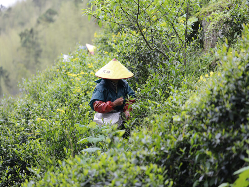 A steep green mountainside covered in tea bushes and fruit trees, where a few people in sun hats pluck leaves by hand.