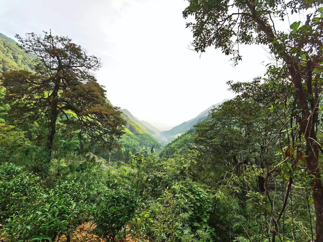 Looking straight down a mountain pass into the misty distance. The mountains on either side are heavily forested and green, with a few large trees on either side in the foreground.