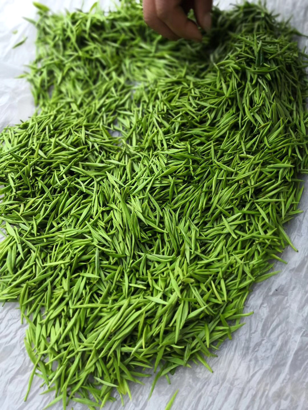 A small pile of numerous fresh Tongmu tea buds for making Jin Jun Mei black tea.