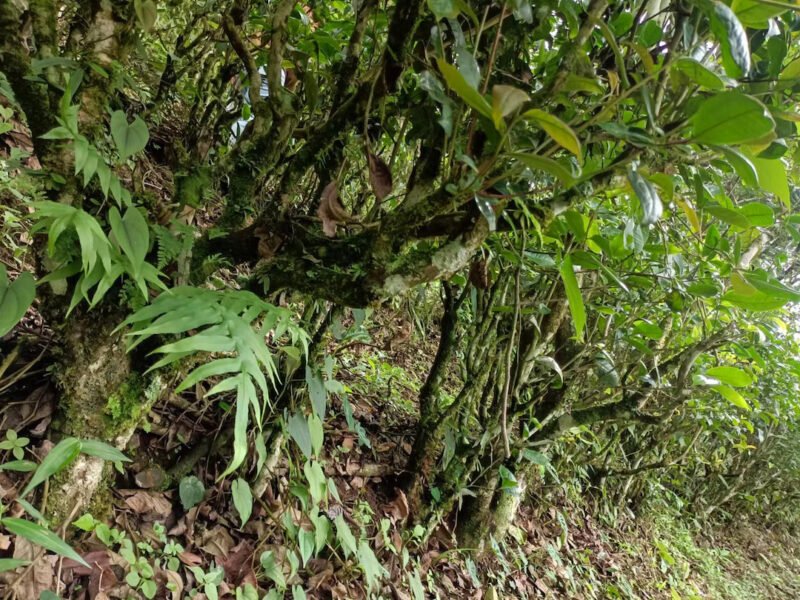 Looking under the canopy of low Naka tea trees, where the gnarled branches are covered in moss and lichen.