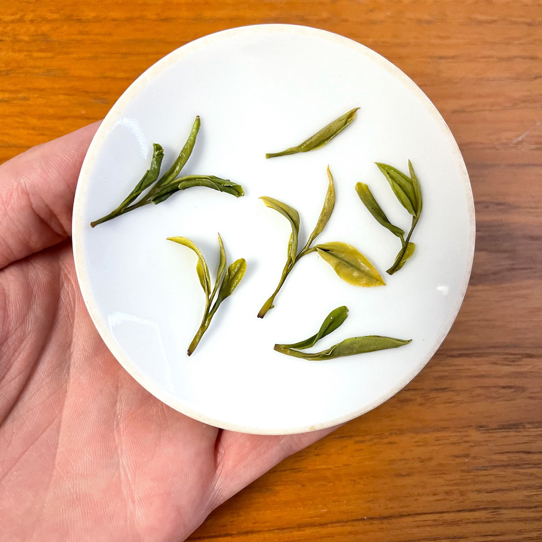 Several individual sprigs of tea spread out for viewing on a white gaiwan lid held in the hand.