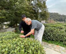 Two men examining a tea bush in a garden with flagstone paths near a large tree.