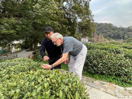 Two men examining a tea bush in a garden with flagstone paths near a large tree.