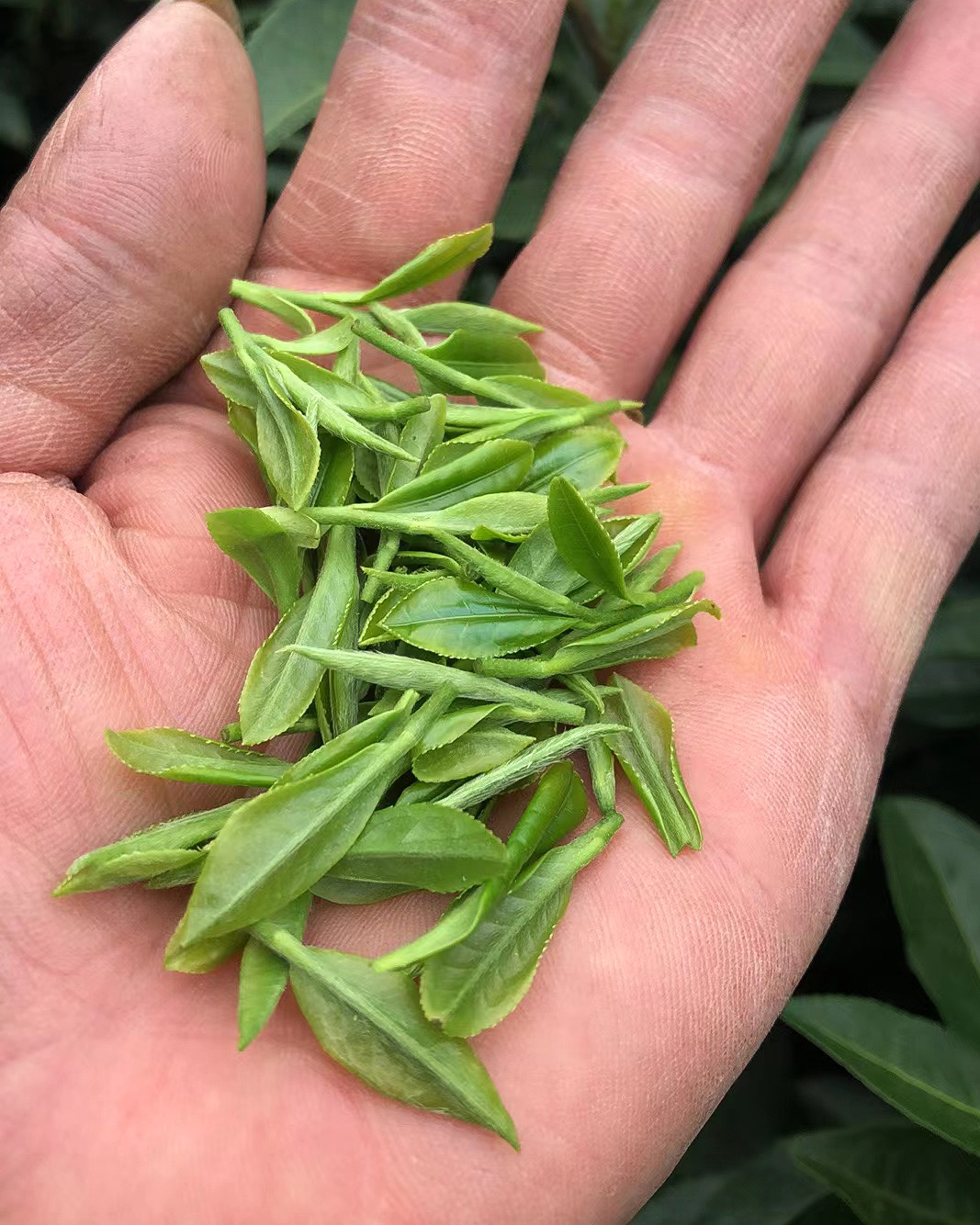 Close-up of a handful of tiny fresh-plucked tea sprigs in someone's hand.