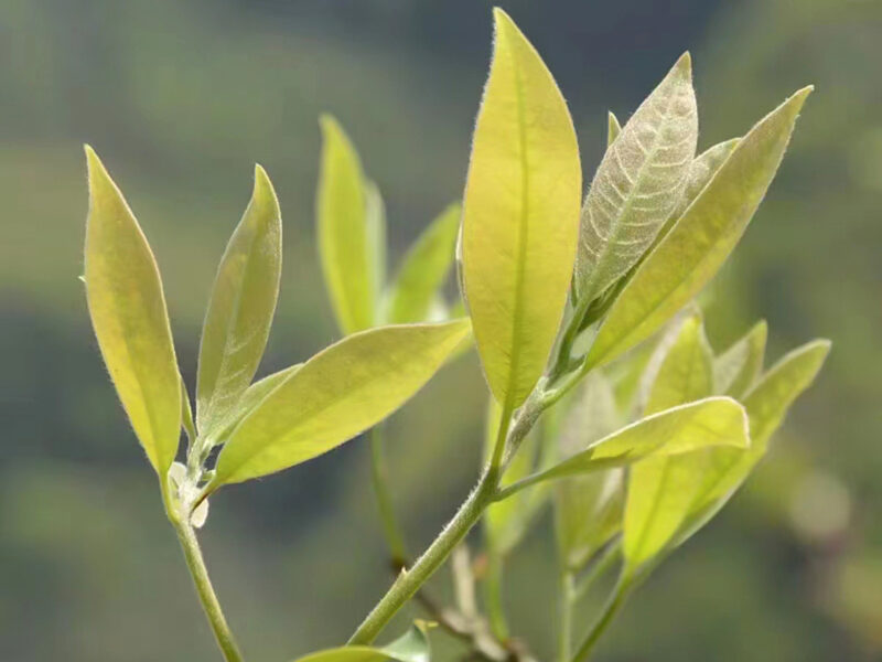 Eagle tree tea young leaves on the tips of branches.