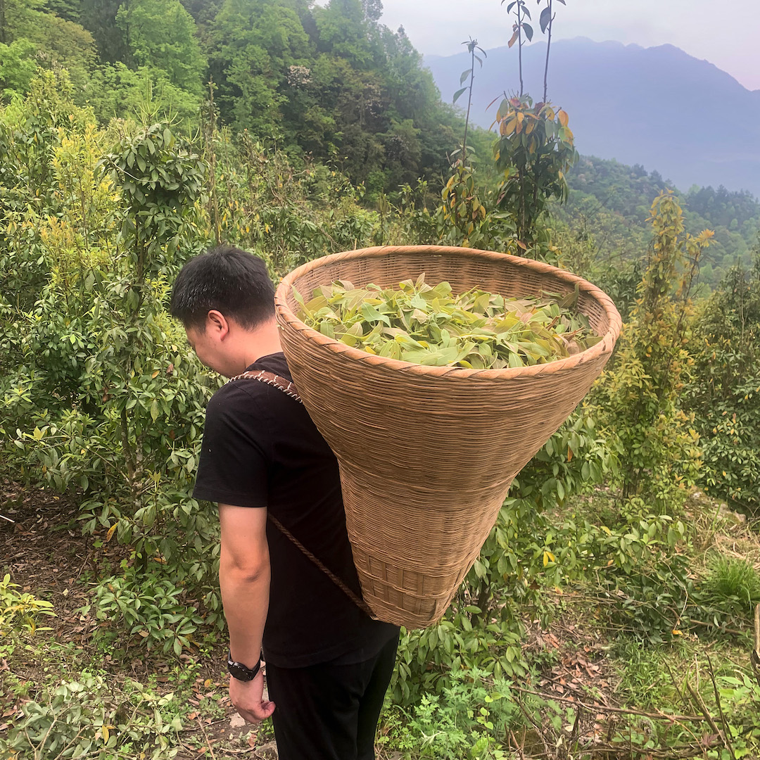 A tall conical basket full of eagle tree leaves and worn on a person's back like a backpack.