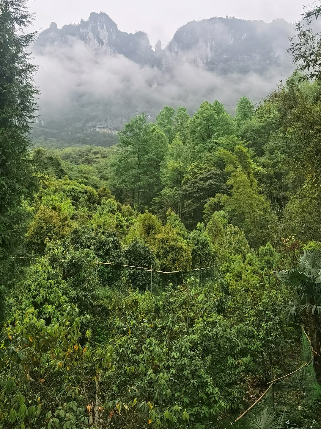 Long view of a lush forest lots of tall trees, eagle trees in the foreground, and cloud-wrapped mountain peaks in the background.