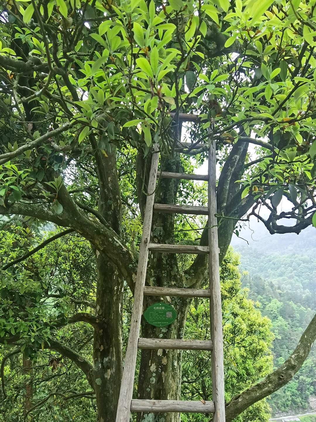 A wooden ladder leading into the upper branches of an eagle tree on the mountainside.