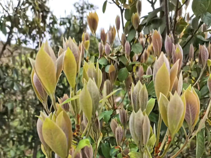 Young leaves on the tips of eagle tree branches are light pink and yellow-green when young.