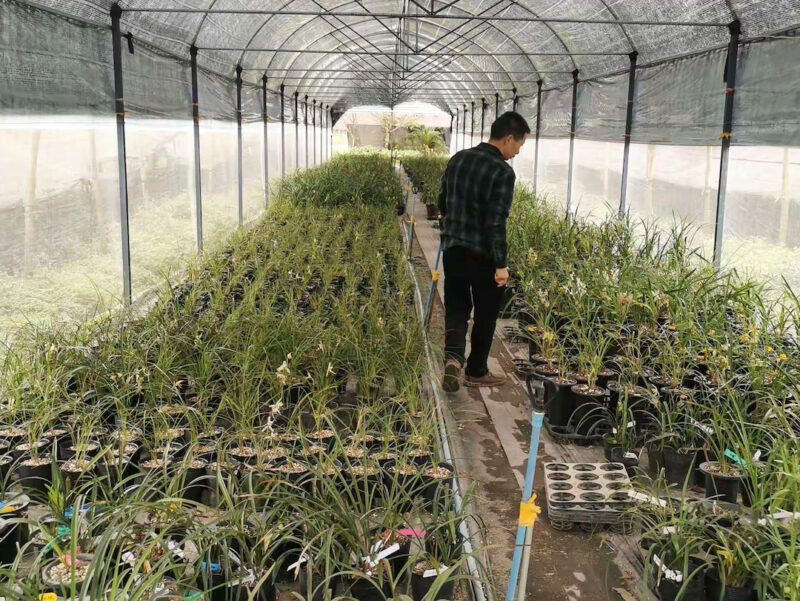 A long narrow greenhouse with a domed shade cloth roof, lined with orchids in small pots. A man walks down a narrow aisle in the middle of them, checking on the orchids for making scented orchid tea.