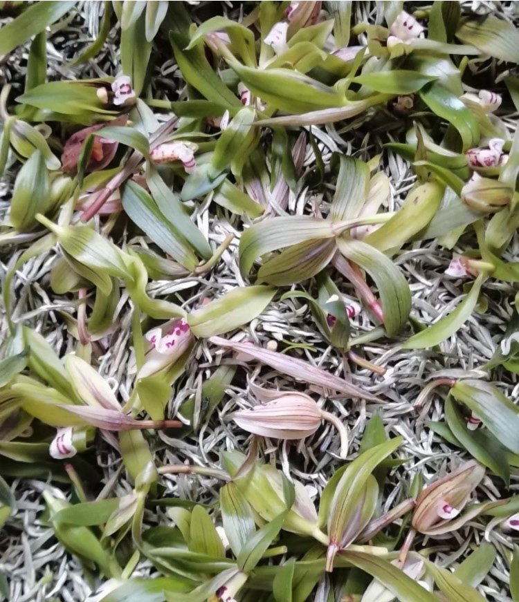 Fresh yellow-green and pink orchid flowers laid over top of finished tea buds to make traditional scented tea.