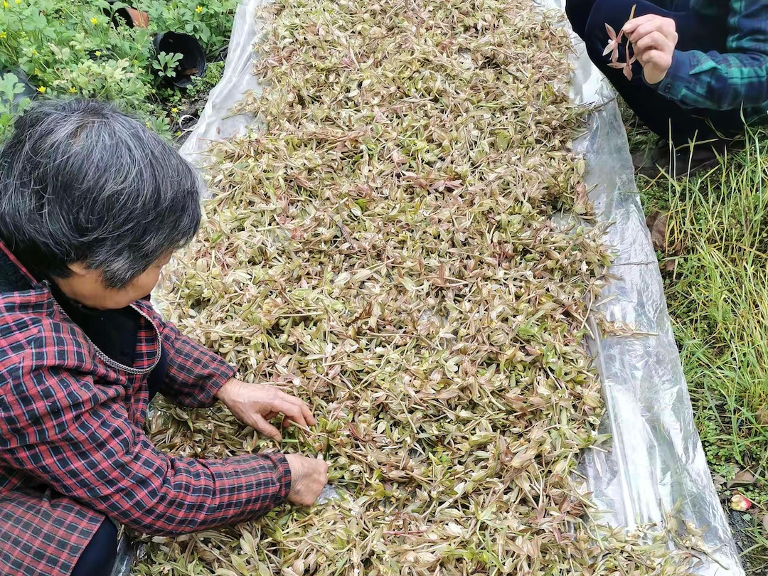 Looking down a long tarp covered with piles of fresh-picked orchid flowers for scenting tea. Two people kneel beside it on either side to inspect the blossoms.