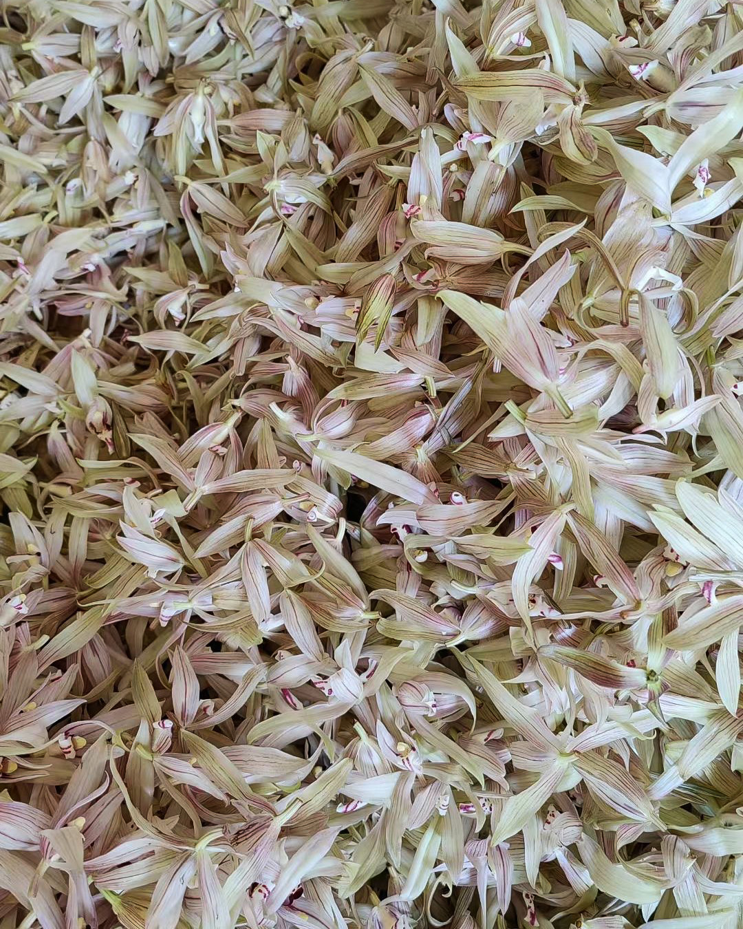 A large pile of pale yellowish orchid flowers with thin pink stripes down the petals, harvested for making scented orchid tea.