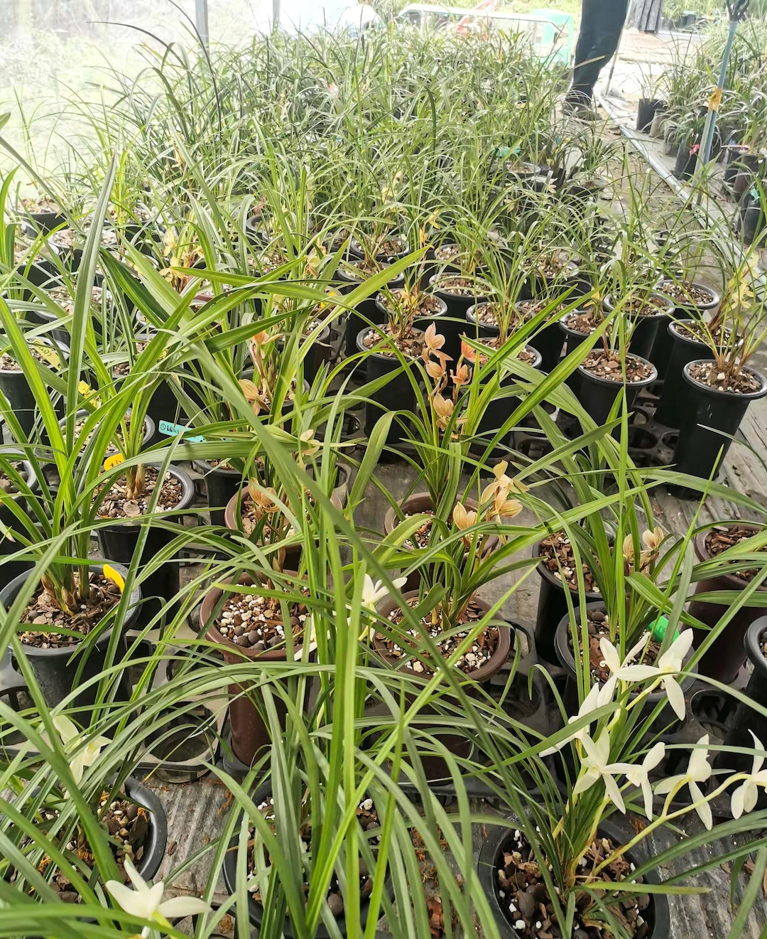 Rows of sprawling potted orchids in a greenhouse, grown for making scented orchid tea.