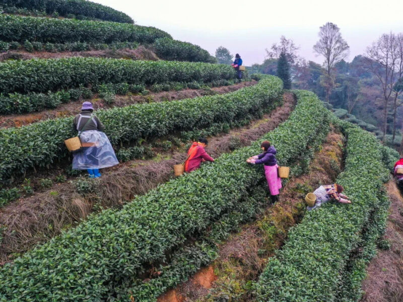 Tea pickers harvesting tea leaves between rows of tea bushes growing on a hill in Qianwei County, Sichuan Province.