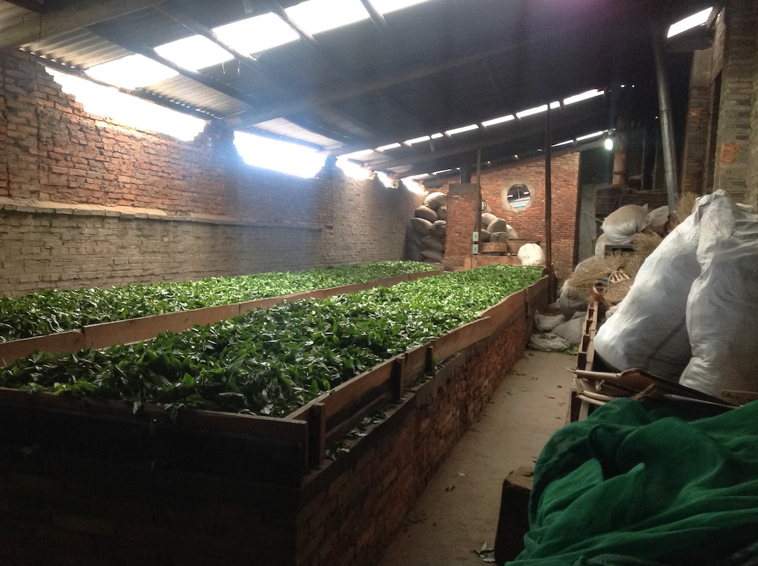 Inside a dim old brick building with a few high bright windows, a few long banks of fresh green tea leaves for rock wulong tea are spread over the top of an air tunnel with red brick sides, bounded by wooden boards.