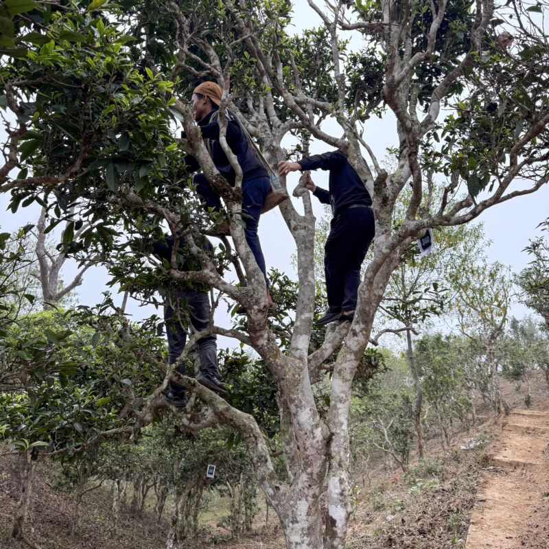 Three people in the branches of a tea tree on a mountaintop.