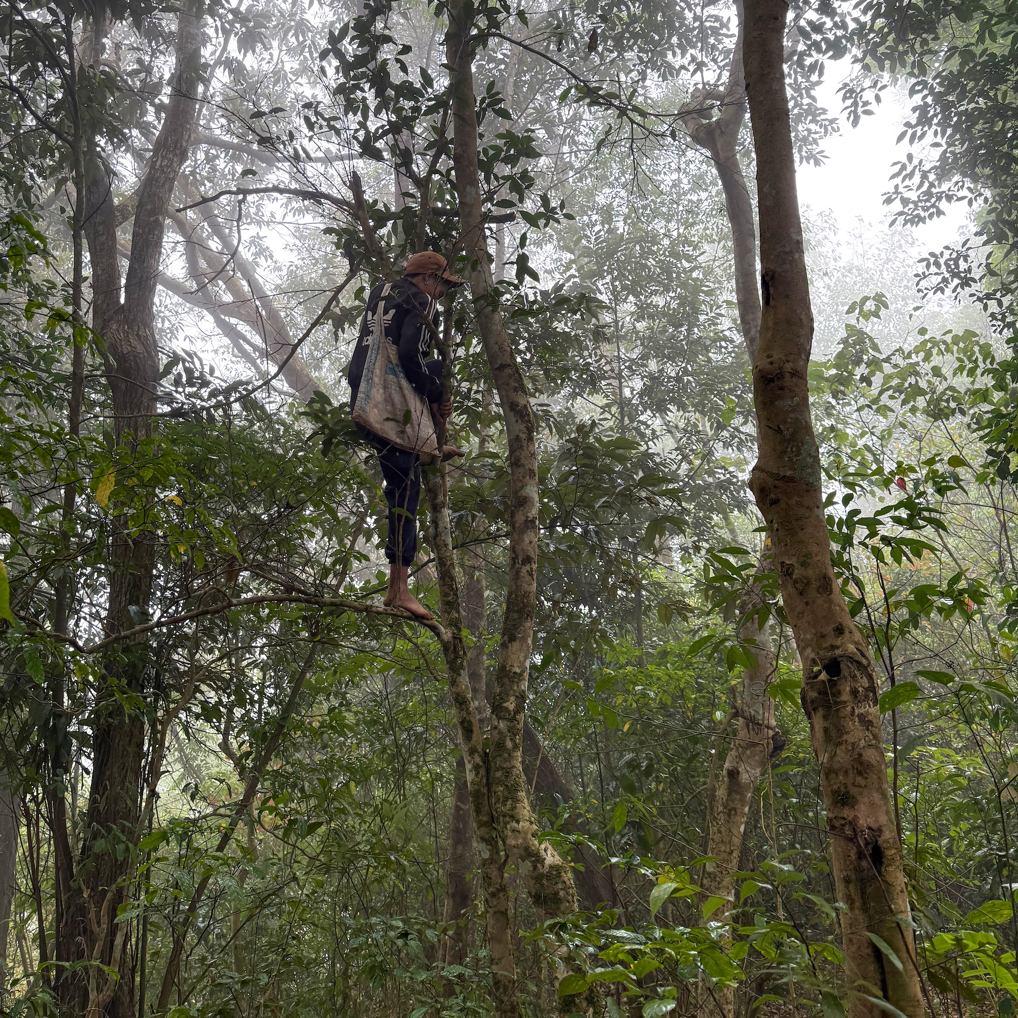 A person perched on a branch of a tall skinny tea tree in the forest.