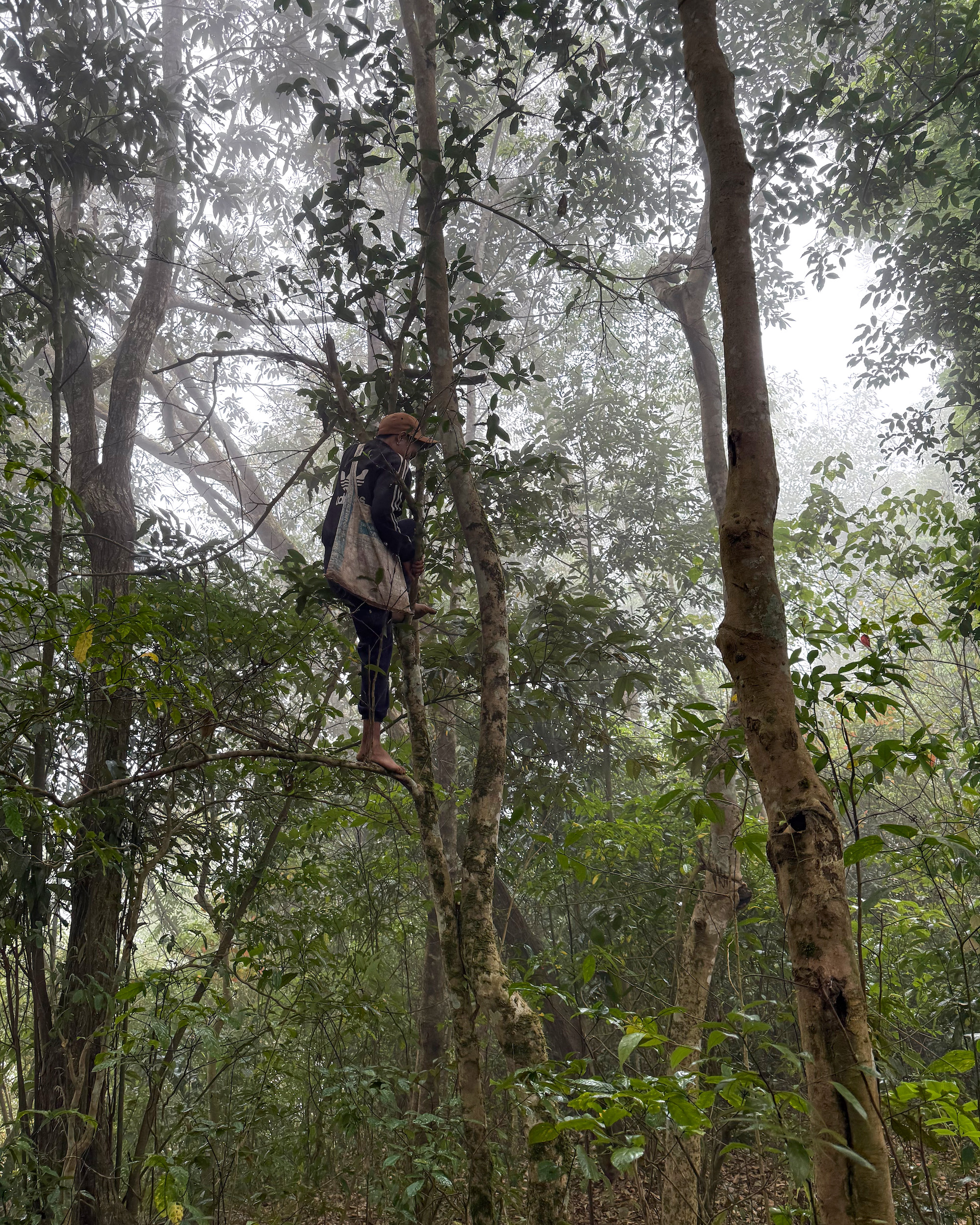 A person perched on a branch of a tall skinny tea tree in the forest.