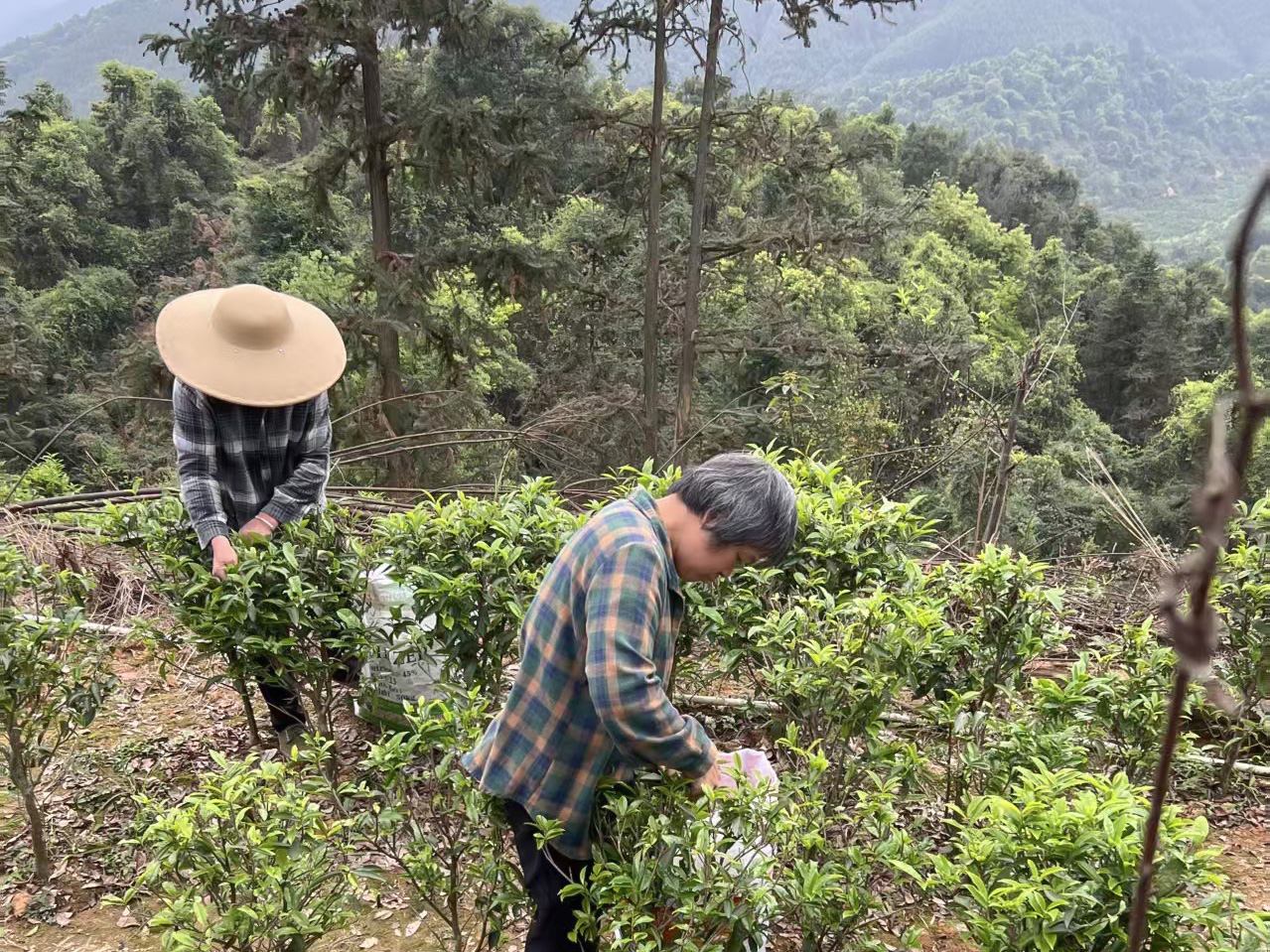 Two people harvesting Dan Cong wulong tea leaves in a mountain tea garden of Mi Lan Xiang bushes.