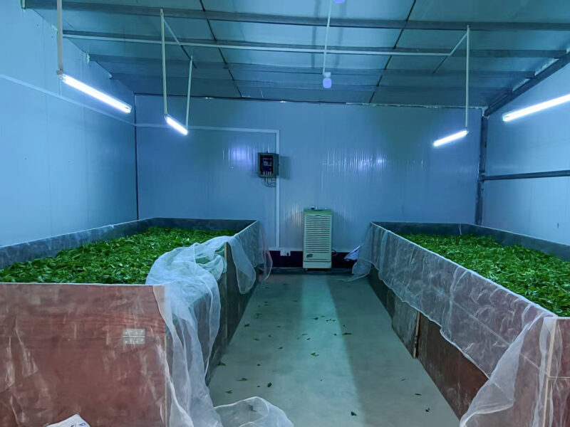 Withering fresh Dan Cong wulong tea leaves over air tunnels.