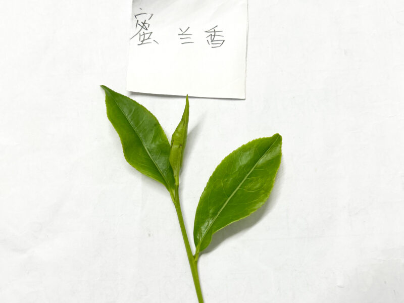 A single sprig of fresh Dan Cong wulong tea on a white piece of paper.