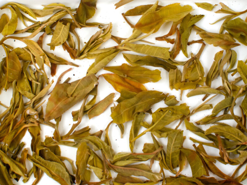 Youle Gaoshu (Youle Tall Tree) sheng puer wet tea leaves floating in clear water.