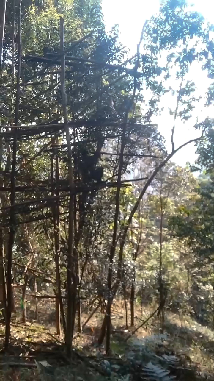 Tall skinny tea trees supported by a frame which doubles as a ladder. A tea picker perches a couple tiers up the lattice to pick tea.