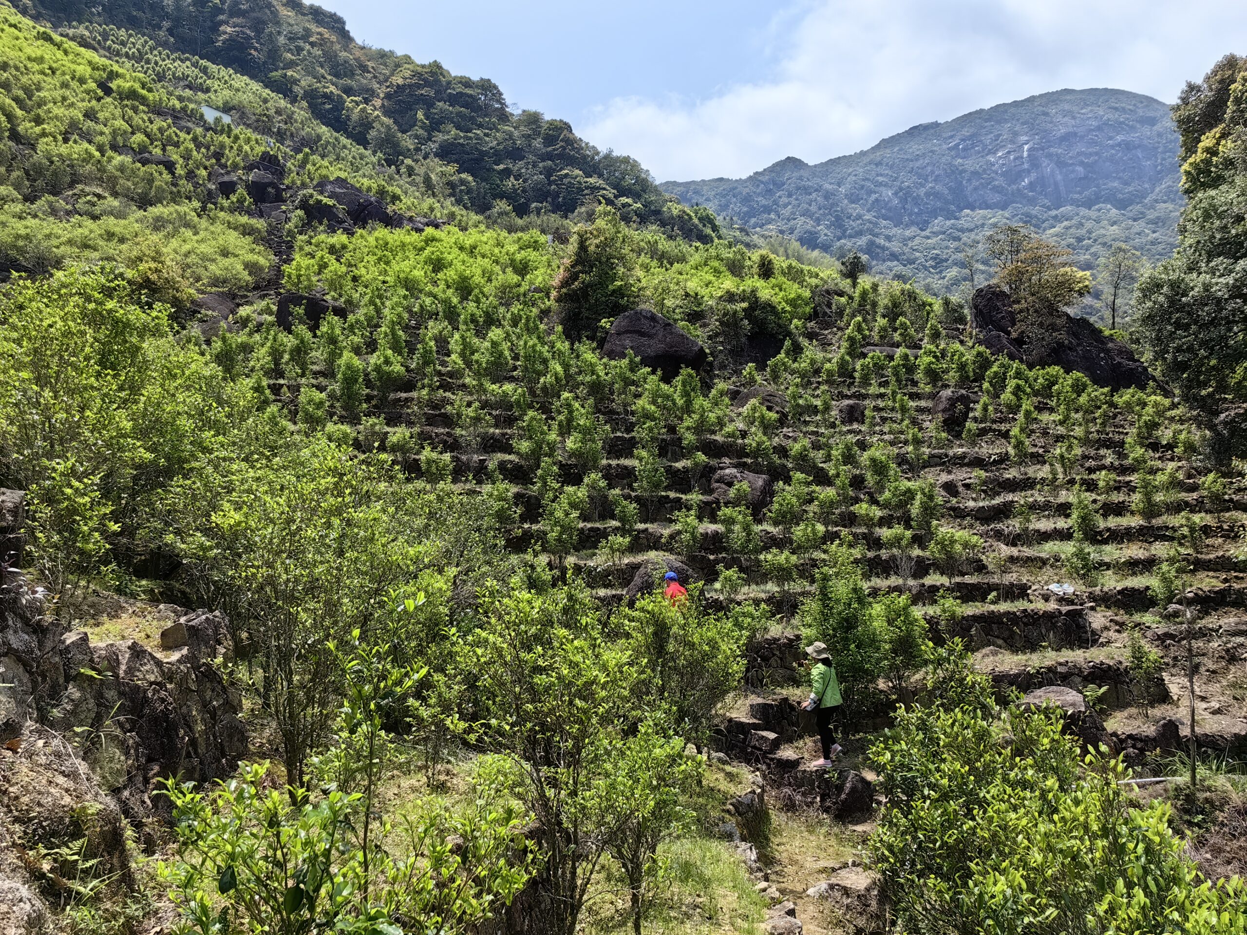 Rows of tea bushes on terraces in Wudong Mountain.