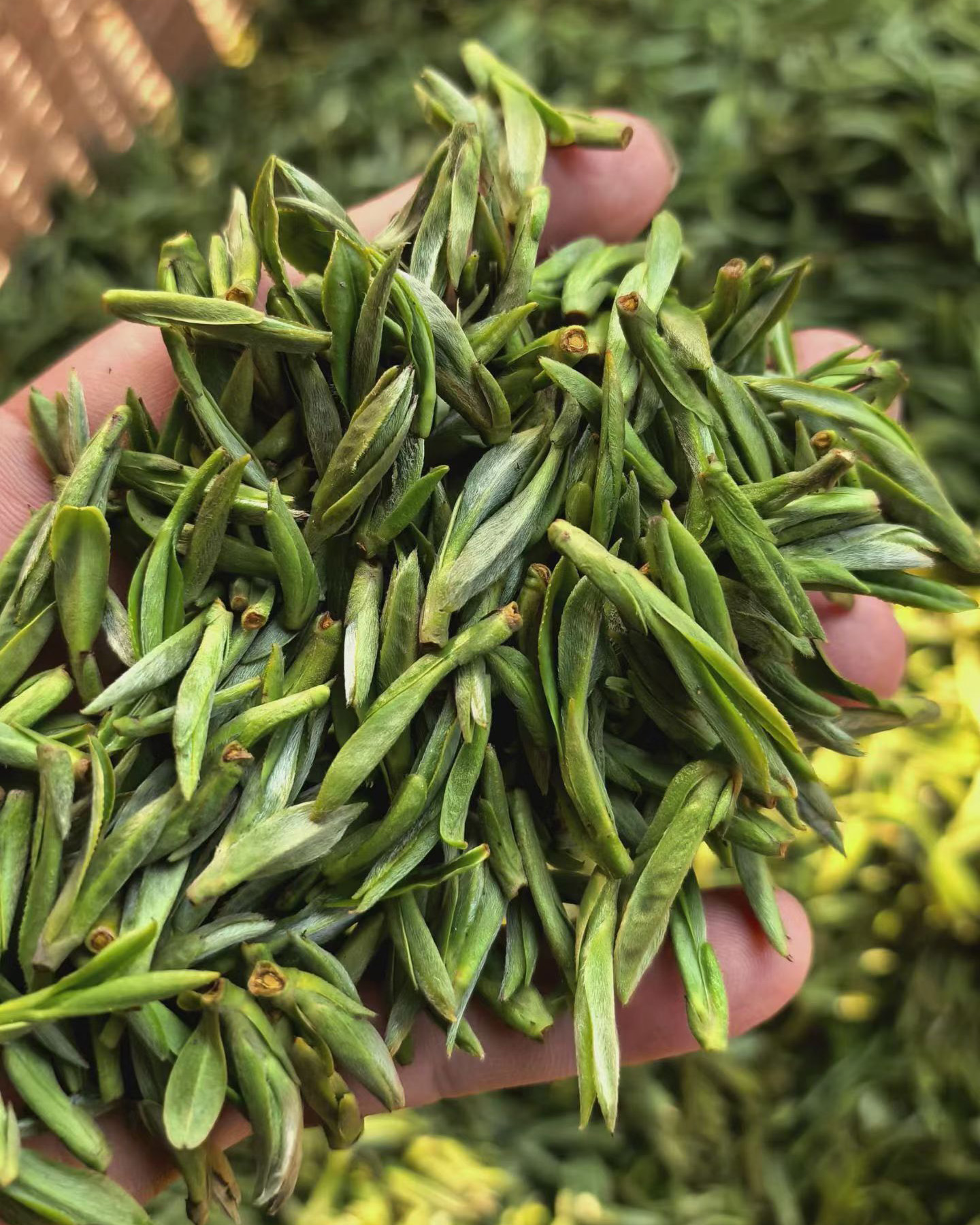 Handful of fresh plucked spring green tea leaves for making First Pluck Sweet Dew from the Wen Chun tea bush cultivar.