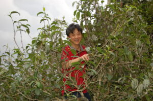 a man in the top of a tea tree smiling.