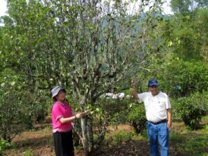 two people standing with a tea tree