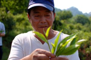 A man holding a tea sprig in a dense forest
