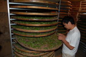 A man examing tea leaves while they are oxidizing on bamboo trays.