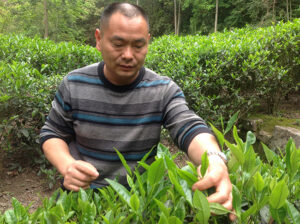a man in a sweater picking fresh tea leaves for wulong tea.