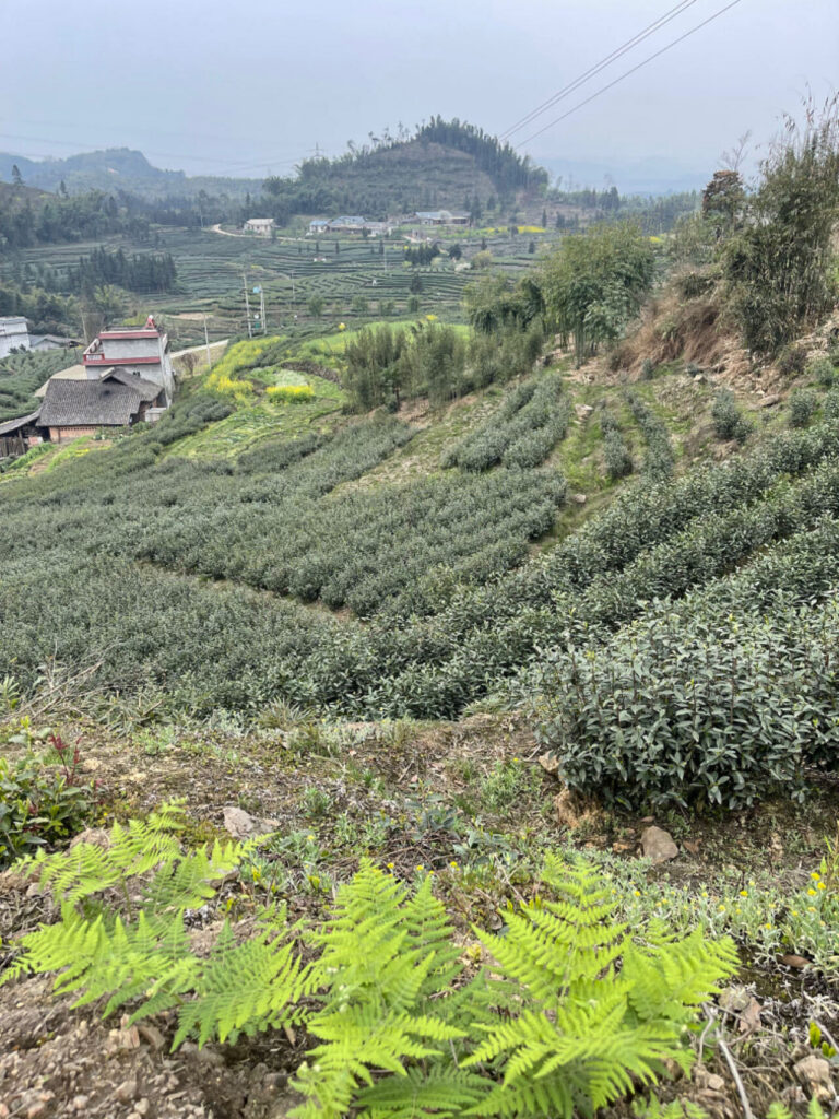 Rows of tea bushes on a hillside, with ferns in the foreground and misty hills in the distance.