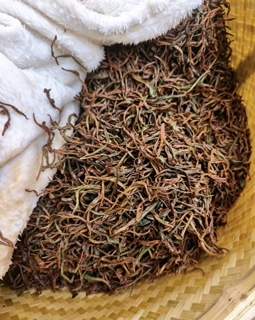A large bamboo basket full of browned moist tea leaves oxidizing under a cloth.