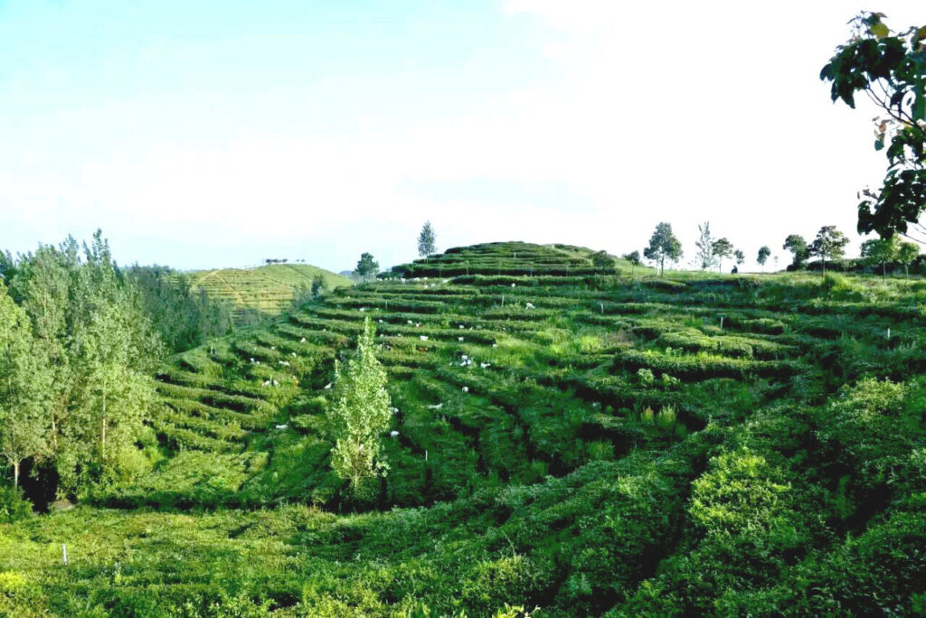 A photo of the tea farm's landscape. There are rows of tea terraces, vibrant green hills, and goats grazing.