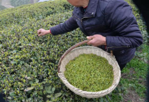 A man with a large bamboo basket picking young tea leaves by hand.